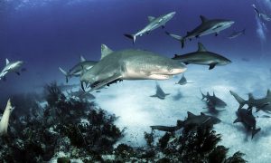 В Новой Зеландии обнаружили светящихся в темноте акул