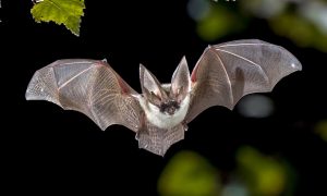 ВОЗ назвала ключевой источник возникновения COVID-19