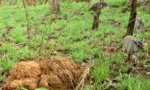 Почти инкогнито. Редкую антилопу впервые сфотографировали в дикой природе