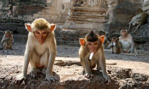 Каруселі та наркотики. Вчені виявили ще одну подібність приматів і людей