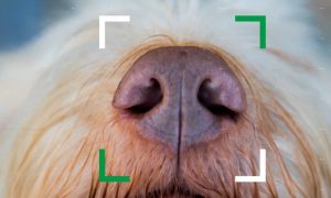 В США разработали приложение для поиска собак по форме носа