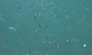 Ученые нашли способ удалить микропластик из воды с помощью бактерий