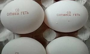 Фото: агрохолдинг Бахматюка выпустит партию яиц с надписью «Сытника геть»
