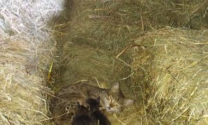 Фото: Надежда Савченко показала, как живет после ухода из политики