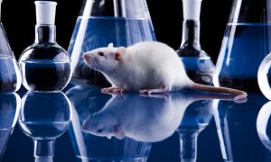 Новая вакцина от астмы показала превосходные результаты на животных