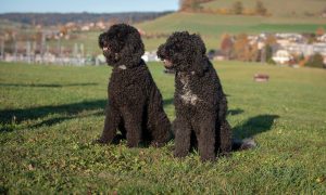 Собака-психолог из ГСЧС получила диплом «терапевта»