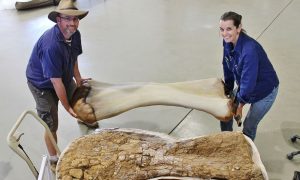 Ученые определили самого большого динозавра Австралии, который жил 96 млн лет назад. Он был длиной 30 метров