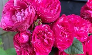 Ко дню рождения умершего мужа. Королеве Елизавете подарили новый сорт роз, названный в честь принца Филиппа