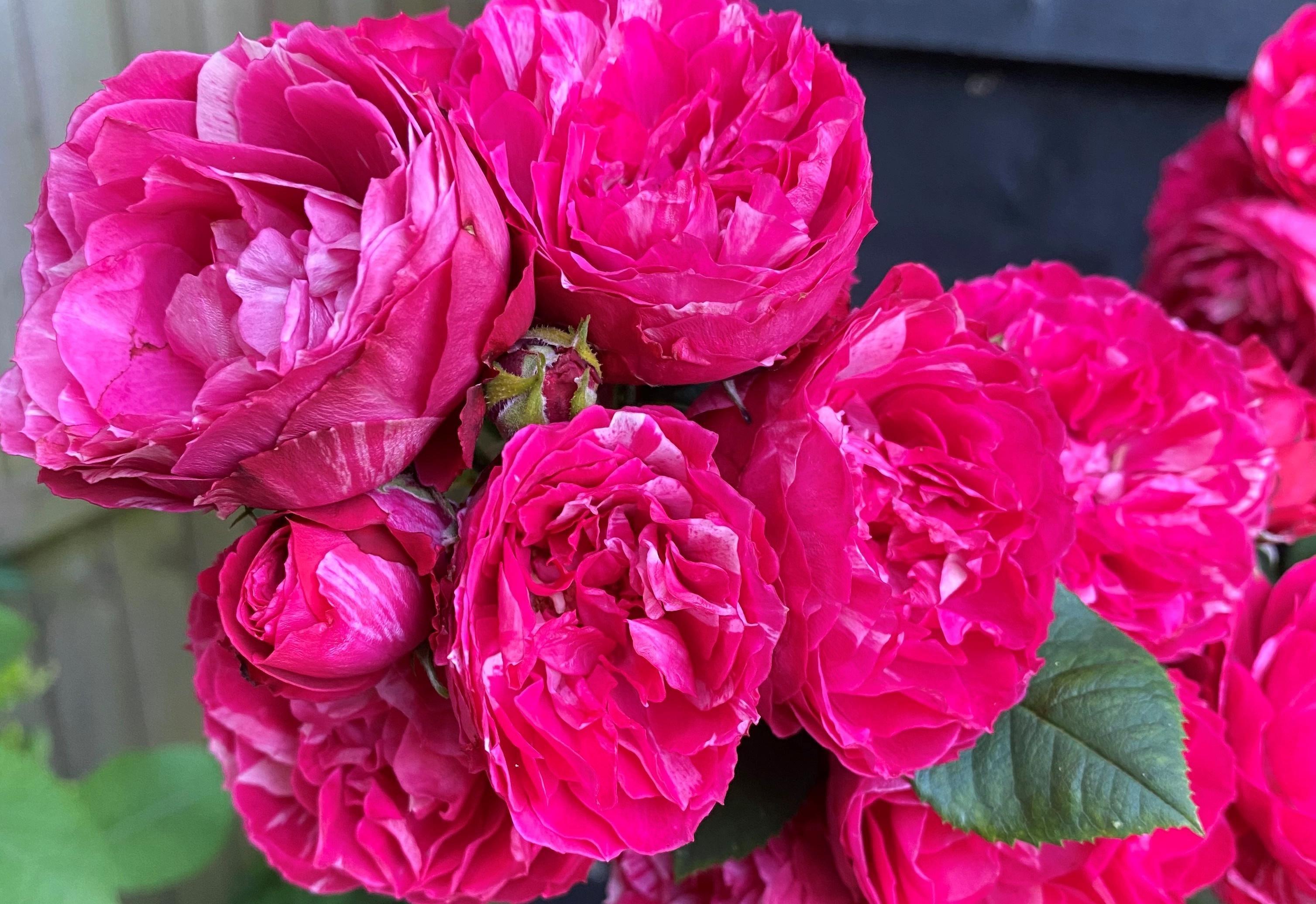 Ко дню рождения умершего мужа. Королеве Елизавете подарили новый сорт роз, названный в честь принца Филиппа