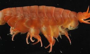 Ученые открыли новый вид «гигантских» ракообразных