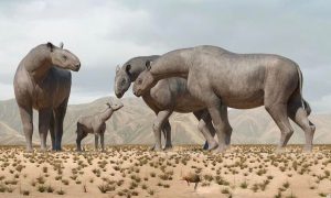 Ученые открыли новый вид гигантского носорога, который был выше жирафа. Животное жило около 26,5 млн лет назад