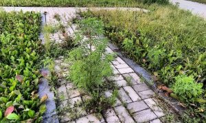 Появились грустные фото заброшенной «Донбасс Арены» в Донецке: «спасибо, Россия!»