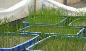 В Китае собрали первую партию «космического риса»