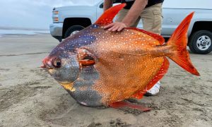 На побережье Орегона вымыло редкую 45-килограммовую «лунную» рыбу. Ее заморозят и будут изучать