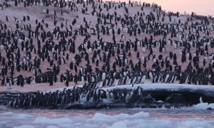 Возле украинской станции в Антарктиде рекордное для зимы скопление пингвинов – фото