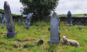 Археологи начали использовать овец для поиска могил