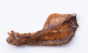 В Аргентине нашли окаменелость огромной летучей мыши