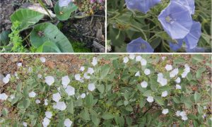 Фото: в горах Боливии нашли неизвестные виды растений