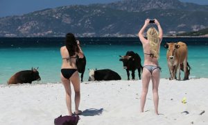 Корови-мародери виганяють туристів з пляжів на острові Корсика