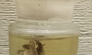 Археологические раскопки в Одессе: найдено уникальный сосуд с детенышем-осьминогом