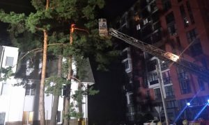 Фото: в Ирпене спасли парня, который залез на сосну спасать кота