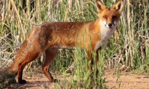 Одинокий лис три года мешает восстановить фауну австралийского заповедника