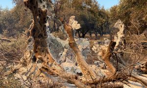 У Греції лісова пожежа знищила оливкове дерево, якому було 2,5 тисячі років