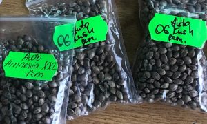 Фото: украинец пытался переправить за границу каннабис на 3 миллиона