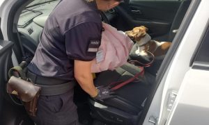 Украинские пограничники нашли наркотики и патроны в автомобилях из США