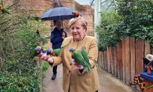 Меркель забавно сфотографировалась с попугаями: кадры разлетелись на мемы