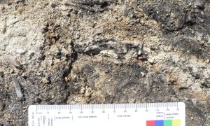 В Австралии открыли новый вид орлов, которые существовали более 20 млн лет назад. Это одни из старейших орлиных в мире