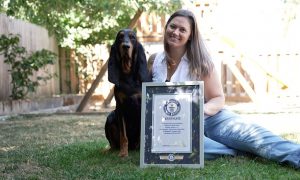 Собака с самыми длинными ушами попала в Книгу рекордов Гиннеса: фото