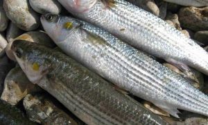 Фото: в Одесской области поймали браконьера с уловом кефали