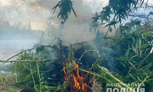 Фото: на Киевщине выявили гигантскую плантацию конопли