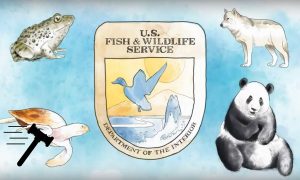 США признали вымершими 23 вида животных и растений. Среди них — дятел «Господь бог» с клювом цвета слоновой кости