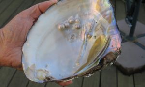 Подсмотрели в море. В Канаде создали «несокрушимое» перламутровое стекло