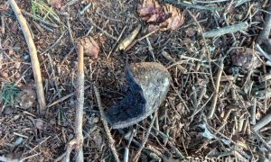 ДСНС назвала попередню причину смертельного вибуху у Карпатах