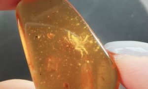 Древнего краба впервые нашли в куске янтаря