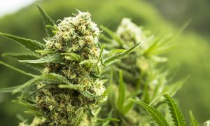 В Україні готують пропозиції щодо оподаткування виробництва коноплі