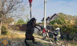 В Кривом Роге, чтобы достать лошадь из трубы, задействовали строительный кран