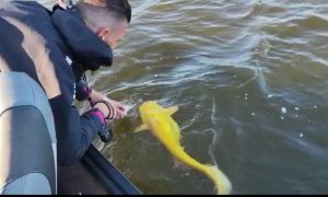 Рыбак из Нидерландов поймал большого сома ярко-желтого цвета. Такая окраска встречается у животных очень редко