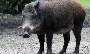 В Риме дикие кабаны пытались попасть в суд