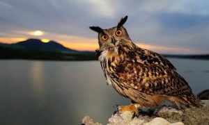 В Африке сфотографировали редкого полосатого филина. Это первое за 150 лет доказательство его существования там