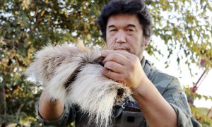 В Японии начали делать джинсы из оленьей шерсти. Животных развелось так много, что их начали массово усыплять