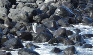 Пингвин проплыл 3000 км и добрался до Новой Зеландии. Это происходит редко, но может свидетельствовать о последствиях изменения климата