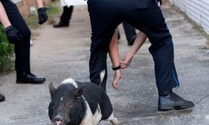 Во Флориде полицейские час бегали за свинкой и стали героями мемов в твиттере