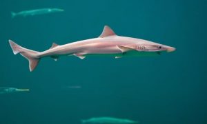 В Темзе около Лондона обнаружили ядовитых акул