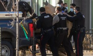 «Извините за опоздание». В Канаде лось пробил окно школы и вошел в класс