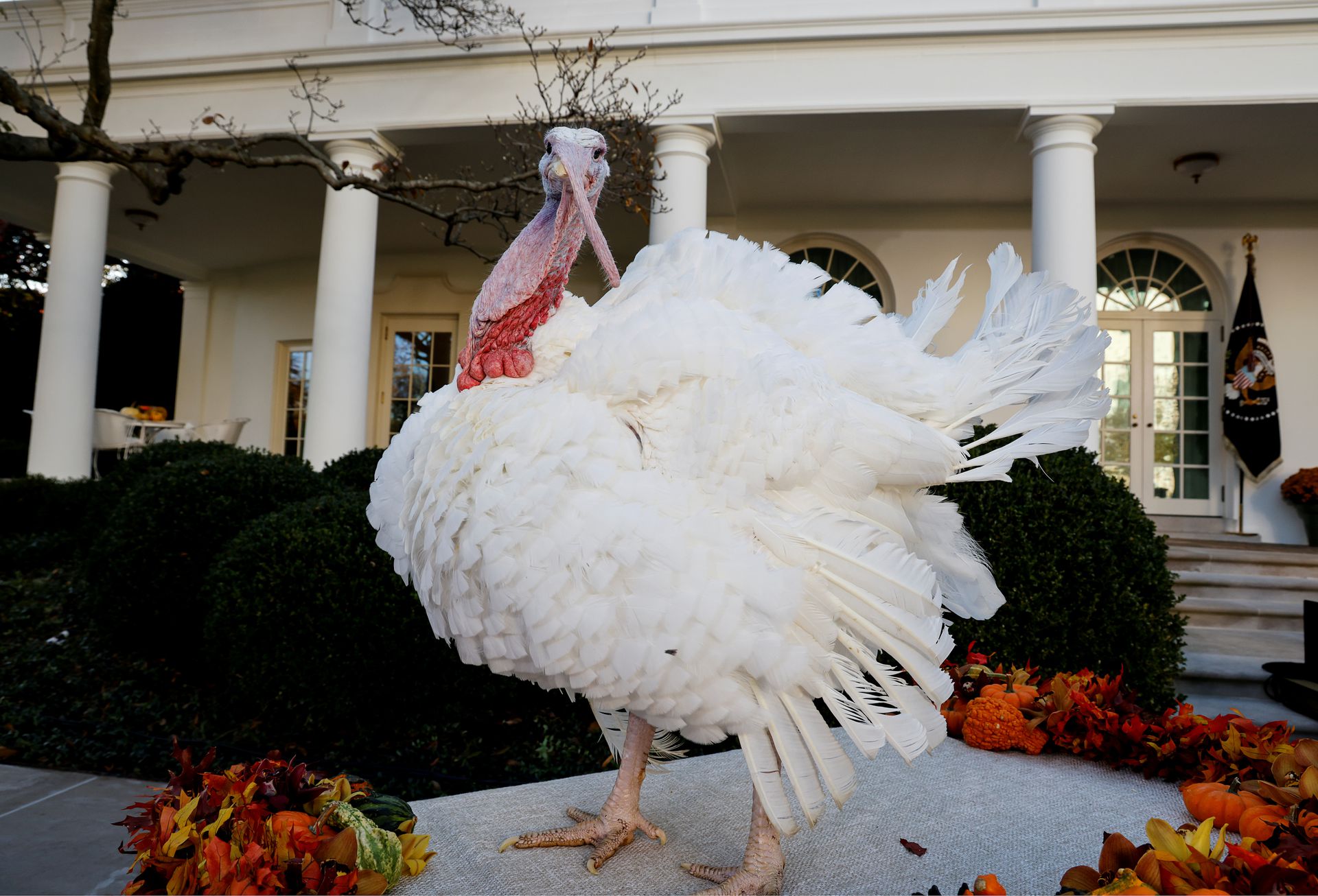 Фото: Байден «помилував» індичок на честь Дня подяки