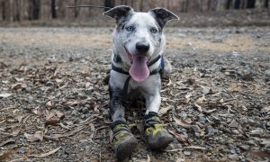 Фото: австралийского пса наградили медалью за спасение сотен коал